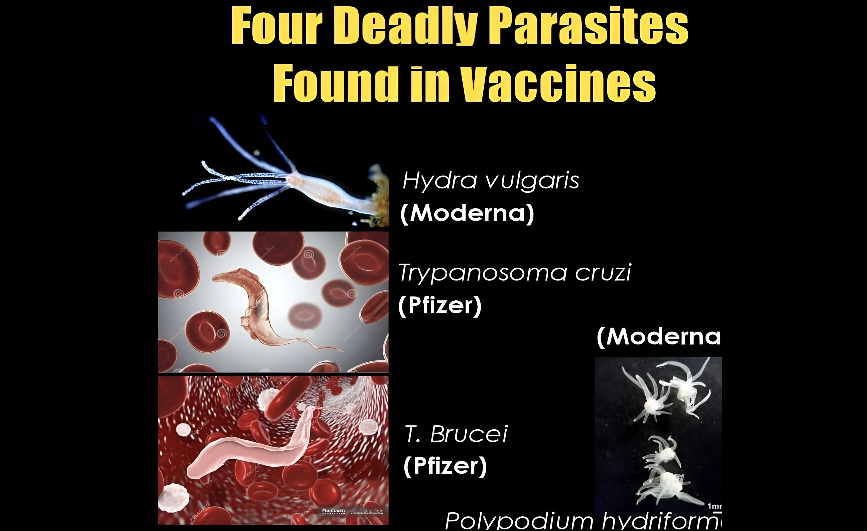 속보: 백신에서 발견된 4가지 치명적인 기생충 – 세기의 범죄입니다! 비디오